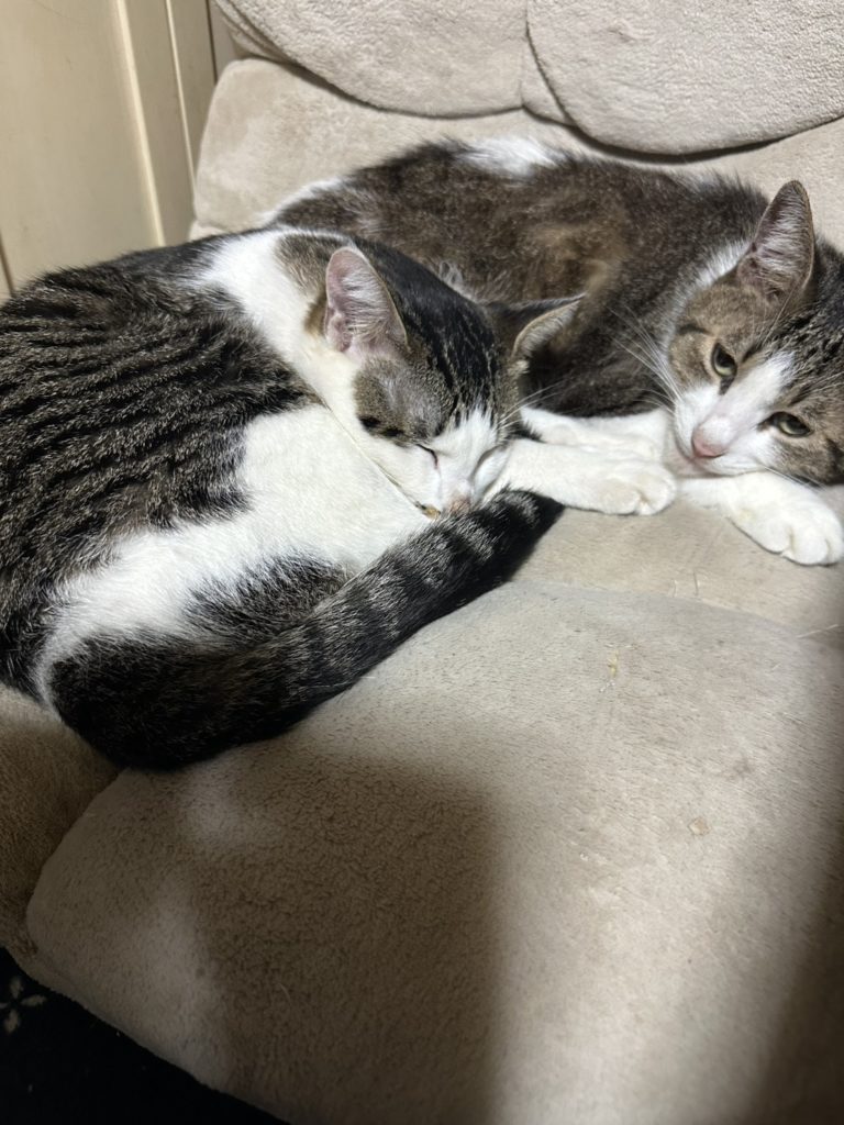 保護猫　里親募集　茨城県坂東市　わんにゃんサークル結生　預かりボランティア