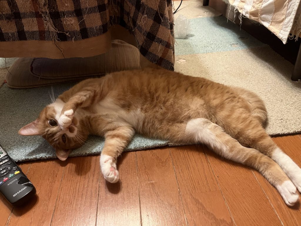 保護猫 里親募集 茨城県坂東市 わんにゃんサークル結生 預かりボランティア