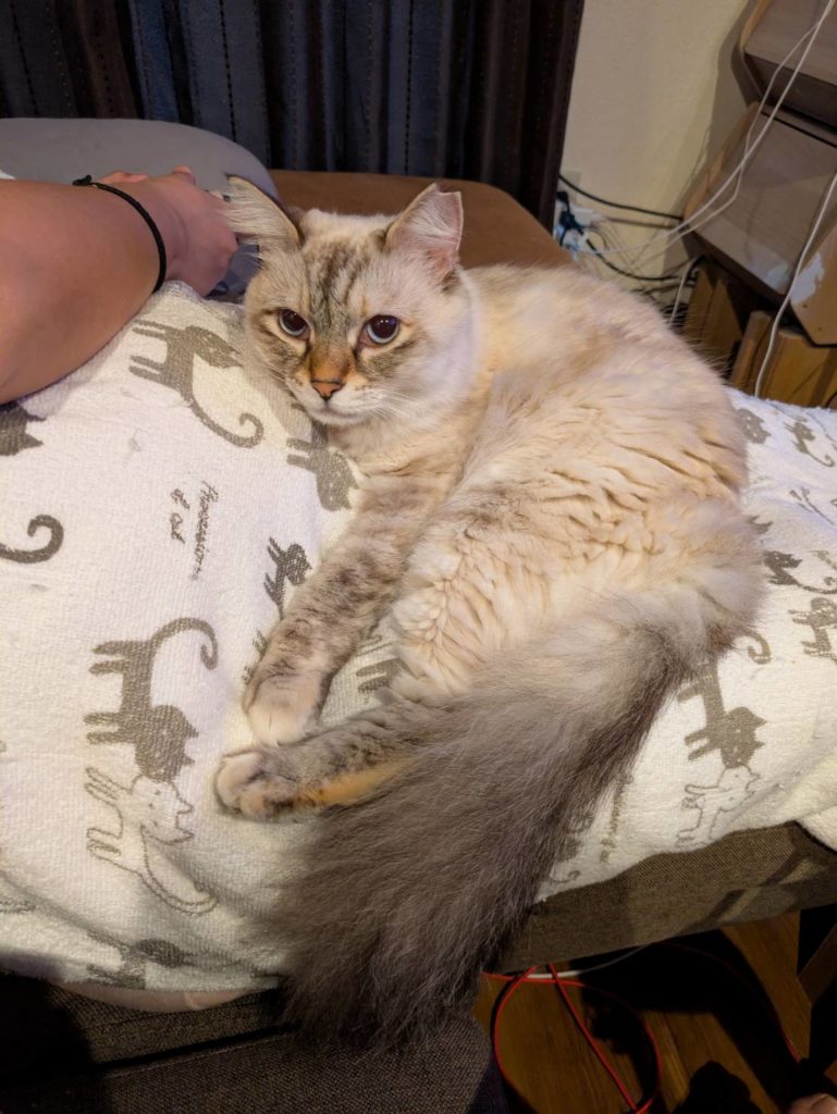 保護猫　里親募集　茨城県坂東市　わんにゃんサークル結生　預かりボランティア