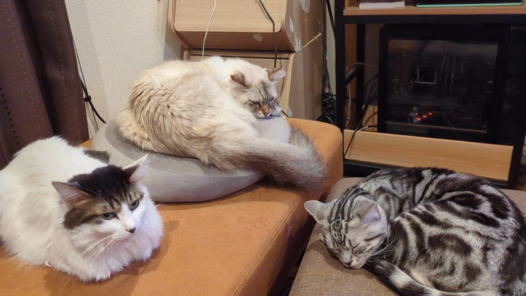 保護猫　里親募集　茨城県坂東市　わんにゃんサークル結生　預かりボランティア