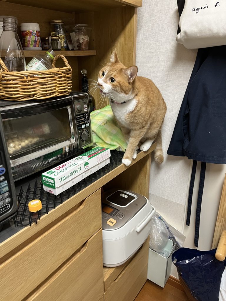 保護猫 里親募集 茨城県坂東市 わんにゃんサークル結生 預かりボランティア