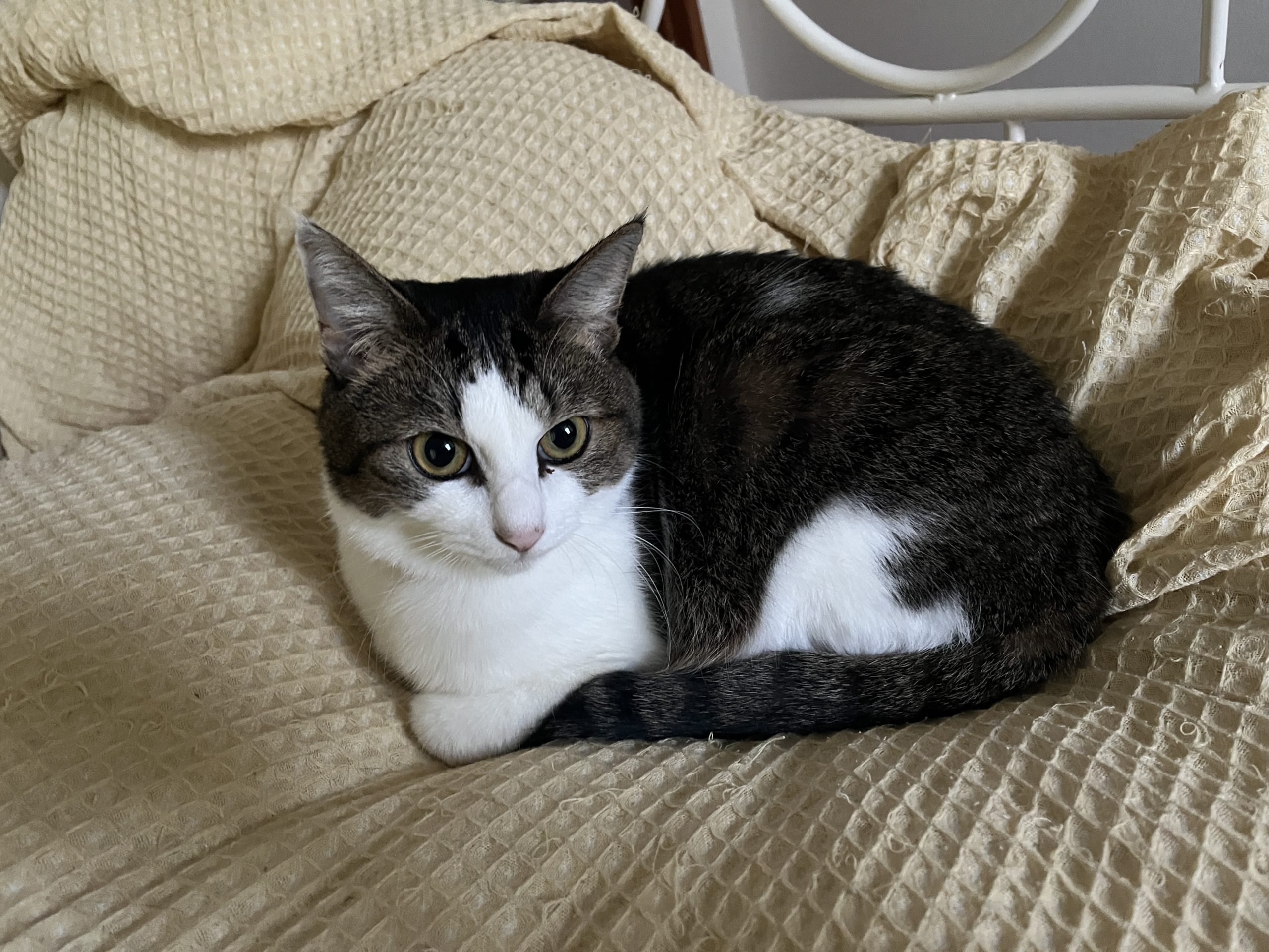 保護猫　里親募集　茨城県坂東市　わんにゃんサークル結生　預かりボランティア