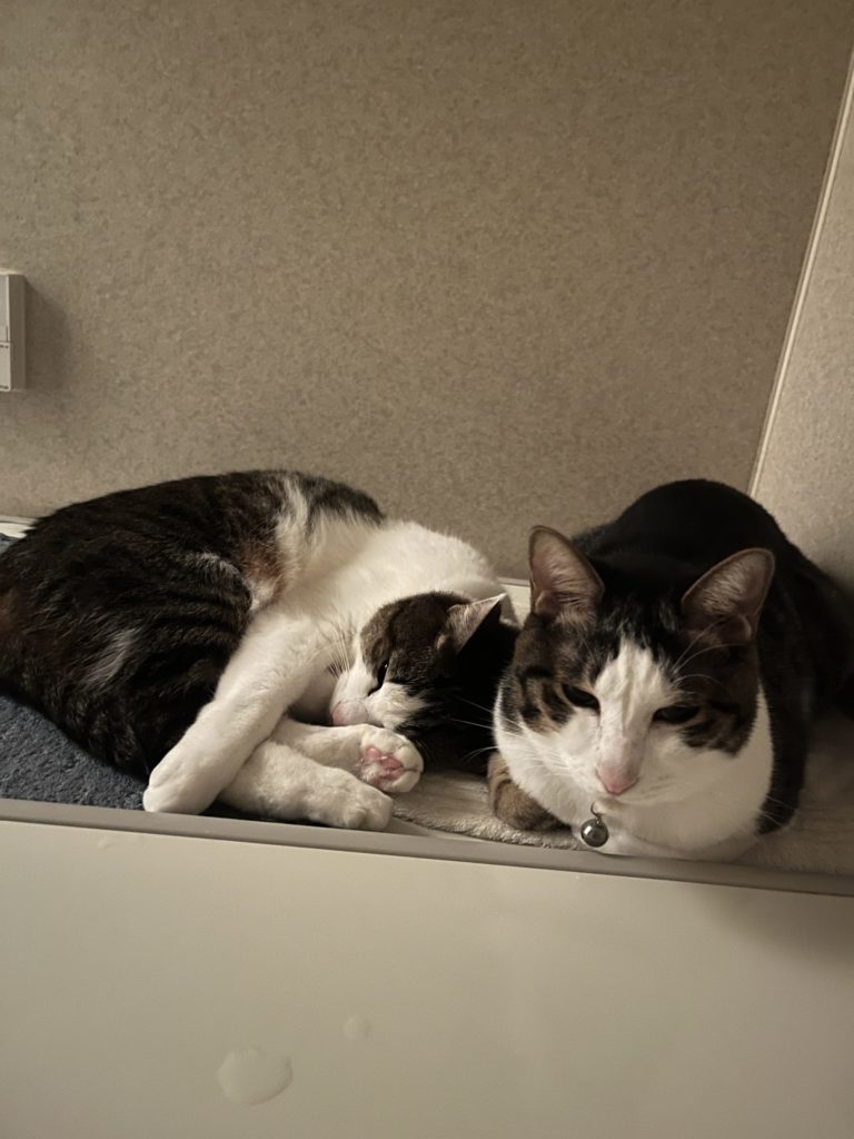 保護猫 里親募集 茨城県坂東市 わんにゃんサークル結生 預かりボランティア