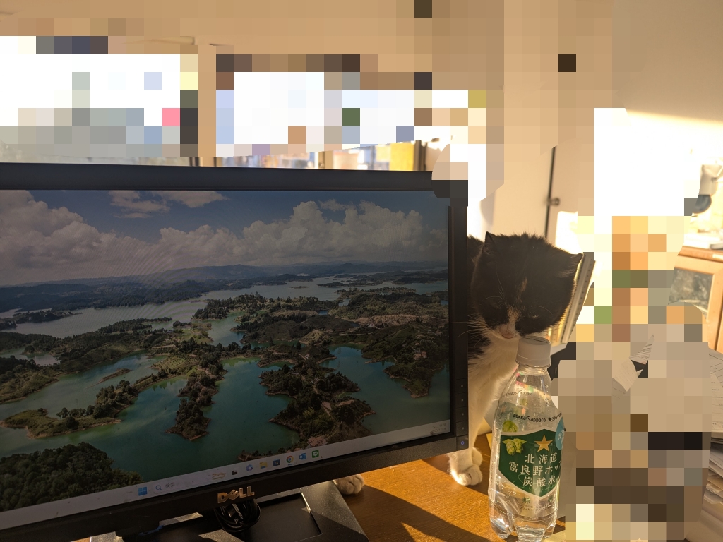 茨城県坂東市　保護猫　里親募集　預かりボランティア　わんにゃんサークル結生