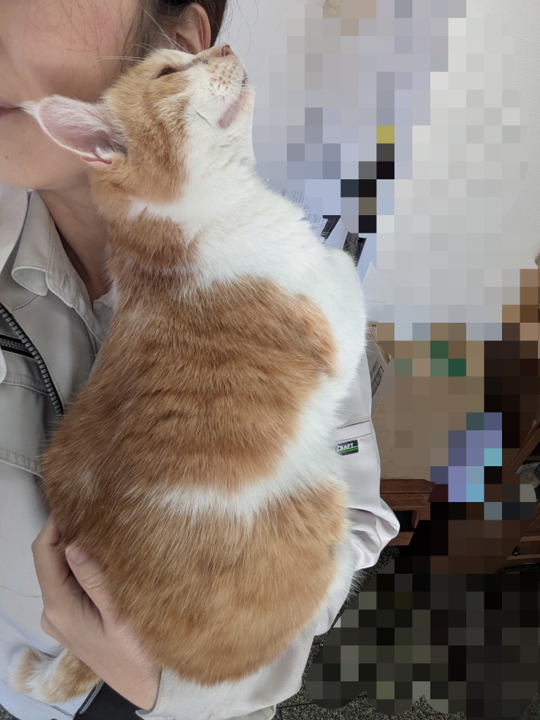 茨城県坂東市　保護猫　里親募集　預かりボランティア　わんにゃんサークル結生