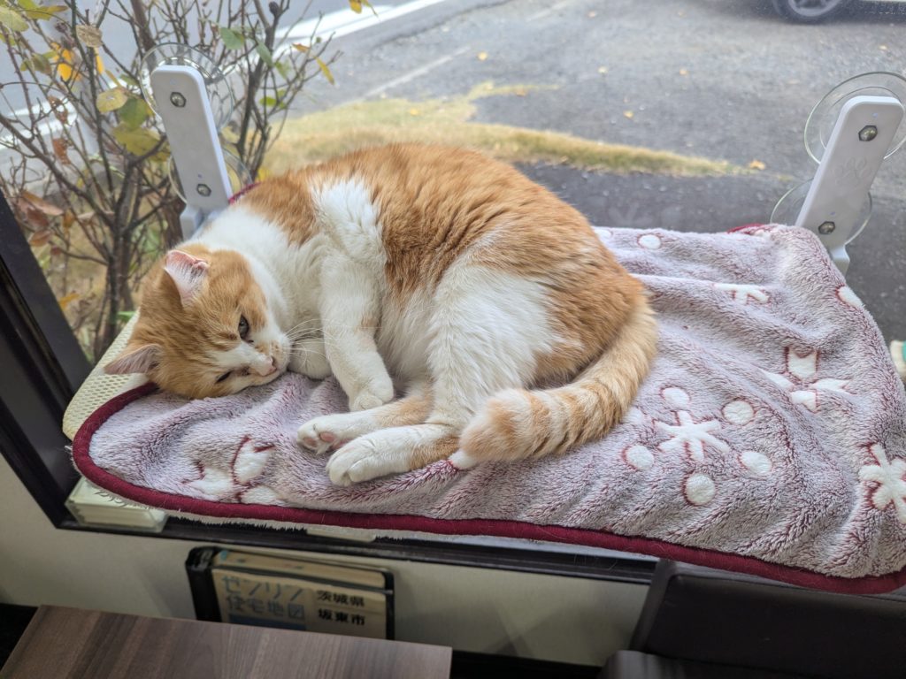 茨城県坂東市　保護猫　里親募集　預かりボランティア　わんにゃんサークル結生