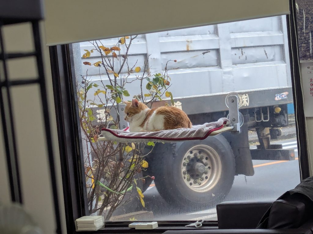 茨城県坂東市 保護猫 里親募集 預かりボランティア わんにゃんサークル結生