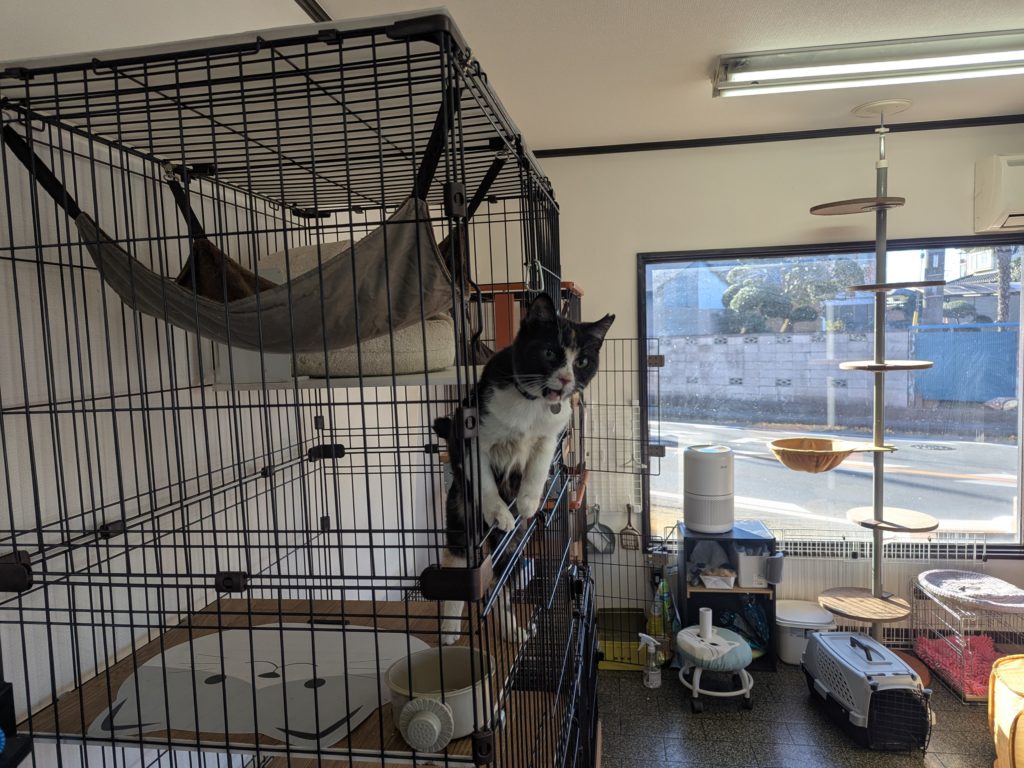 茨城県坂東市　保護猫　里親募集　預かりボランティア　わんにゃんサークル結生