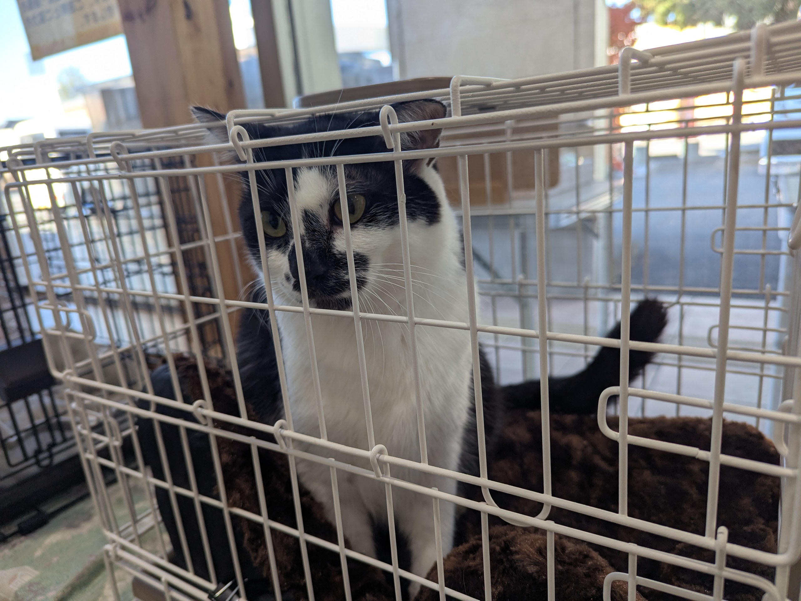 茨城県坂東市　保護猫　里親募集　預かりボランティア　わんにゃんサークル結生　譲渡会