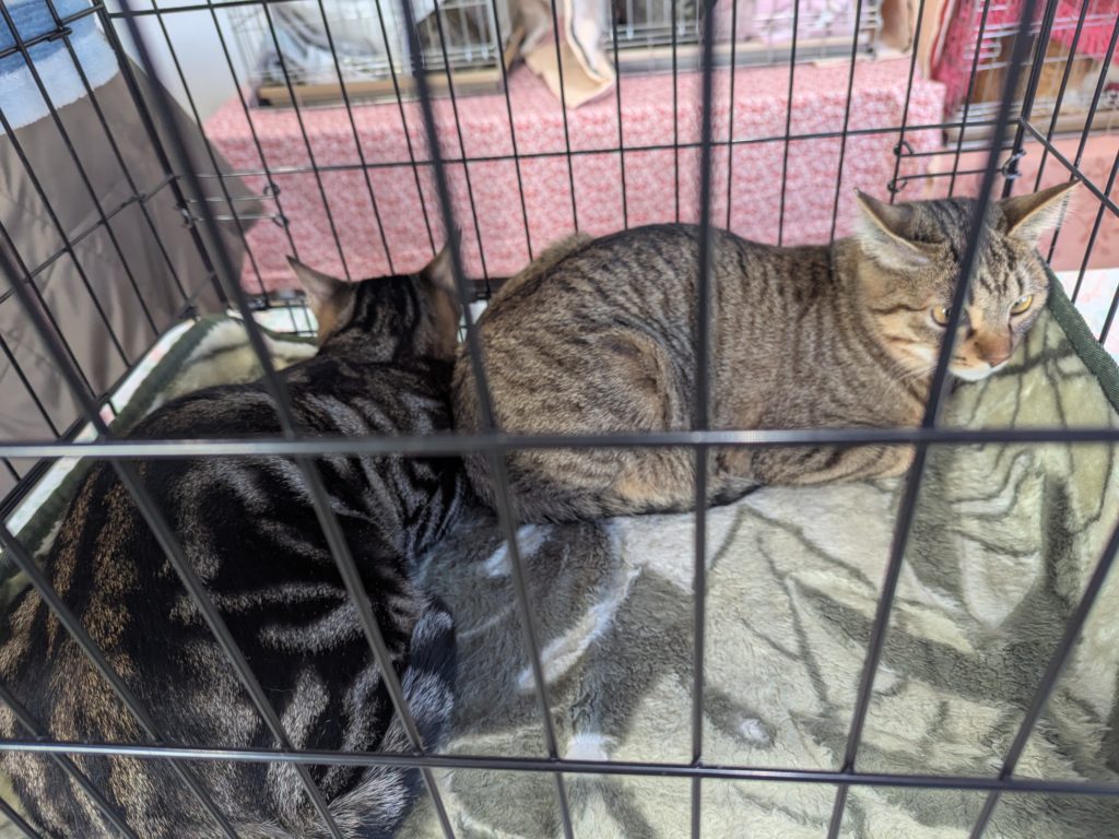 茨城県坂東市　保護猫　里親募集　預かりボランティア　わんにゃんサークル結生　譲渡会