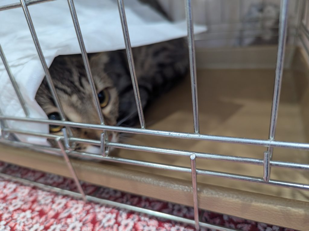 茨城県坂東市　保護猫　里親募集　預かりボランティア　わんにゃんサークル結生　譲渡会