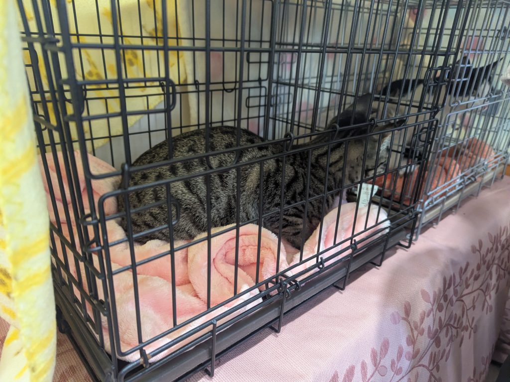 茨城県坂東市　保護猫　里親募集　預かりボランティア　わんにゃんサークル結生　譲渡会