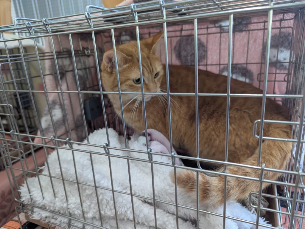 茨城県坂東市　保護猫　里親募集　預かりボランティア　わんにゃんサークル結生　譲渡会