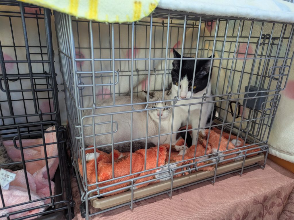 茨城県坂東市　保護猫　里親募集　預かりボランティア　わんにゃんサークル結生　譲渡会