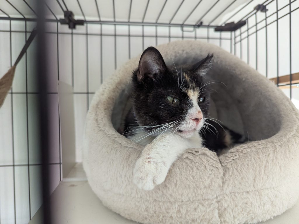 茨城県坂東市　保護猫　里親募集　預かりボランティア　わんにゃんサークル結生