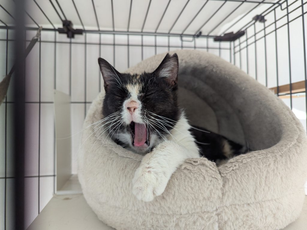 茨城県坂東市　保護猫　里親募集　預かりボランティア　わんにゃんサークル結生