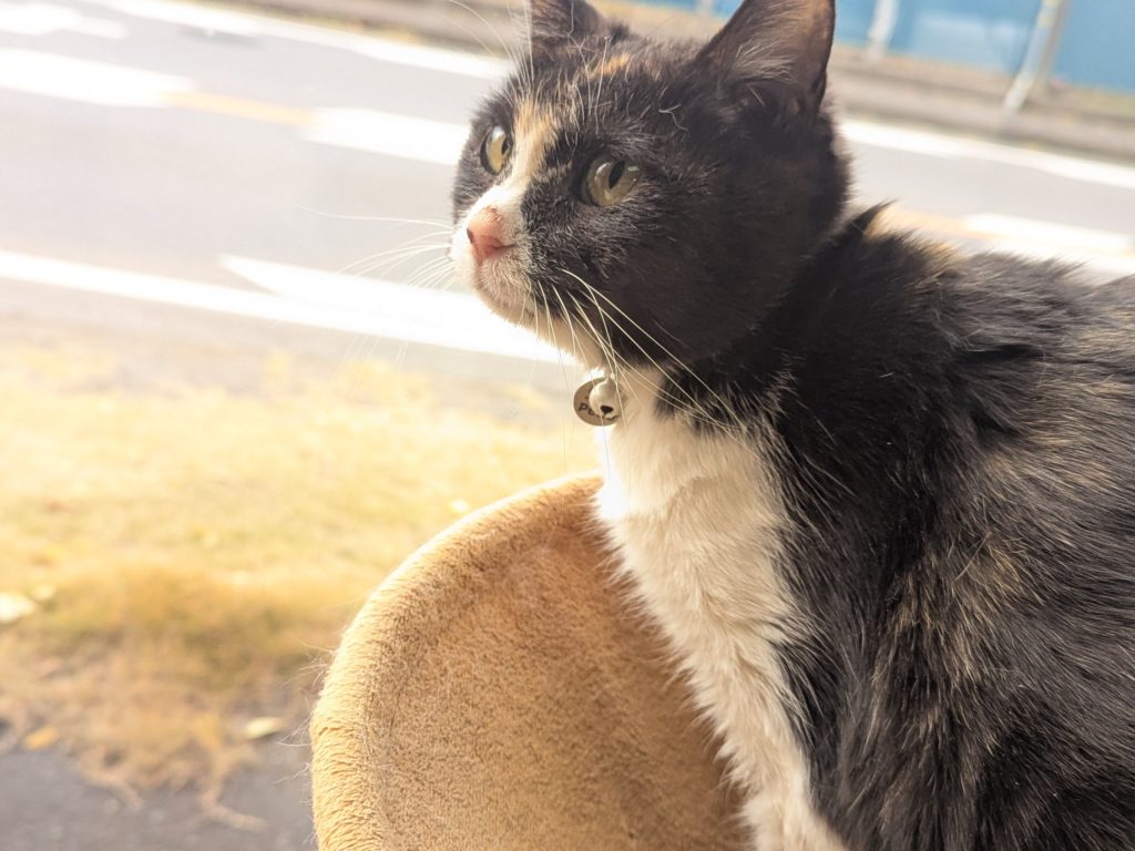 茨城県坂東市　保護猫　里親募集　預かりボランティア　わんにゃんサークル結生