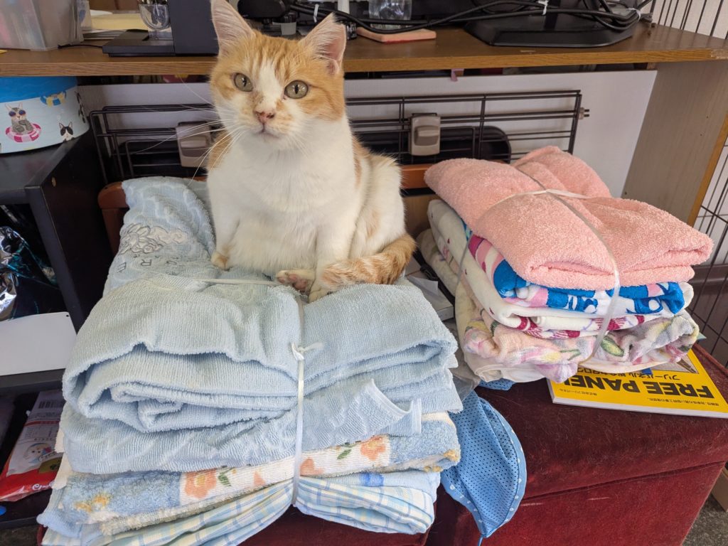 茨城県坂東市　保護猫　里親募集　預かりボランティア　わんにゃんサークル結生