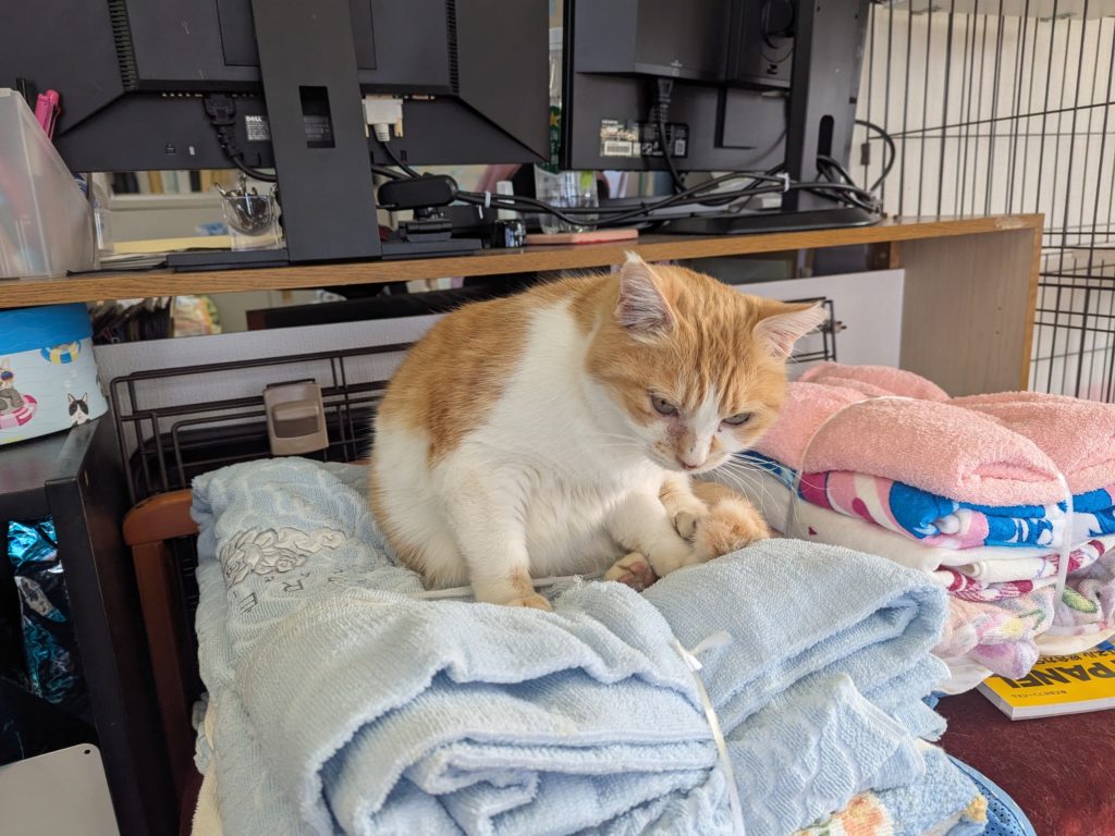 茨城県坂東市　保護猫　里親募集　預かりボランティア　わんにゃんサークル結生