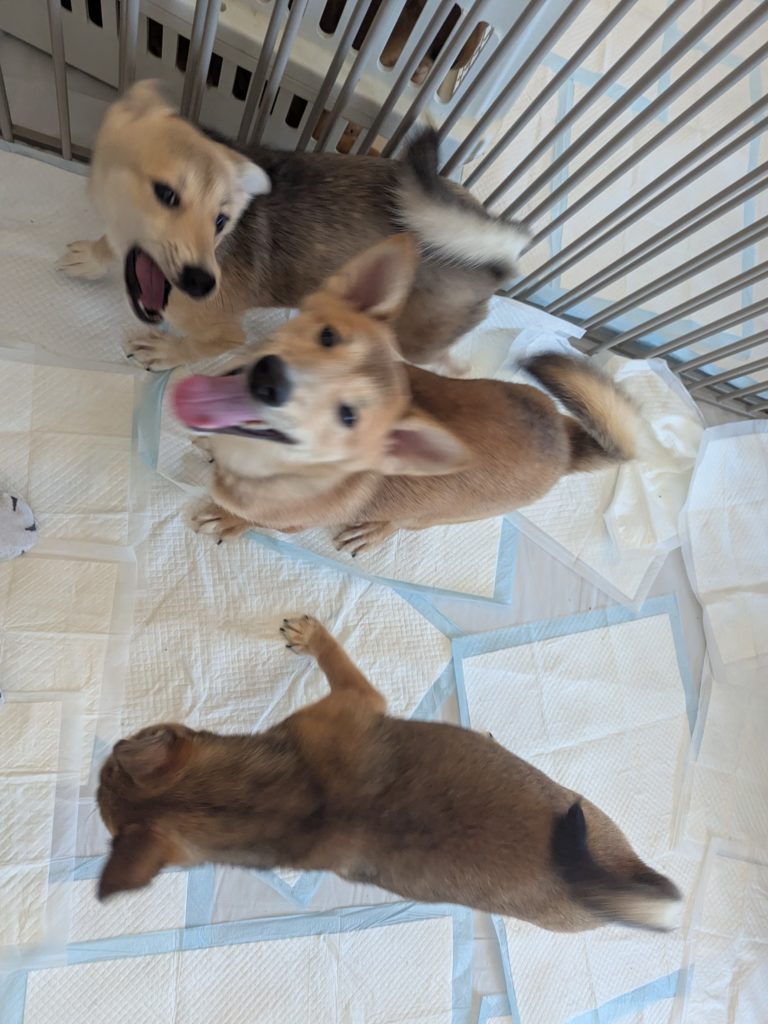 茨城県坂東市　保護猫　里親募集　預かりボランティア　わんにゃんサークル結生　譲渡会