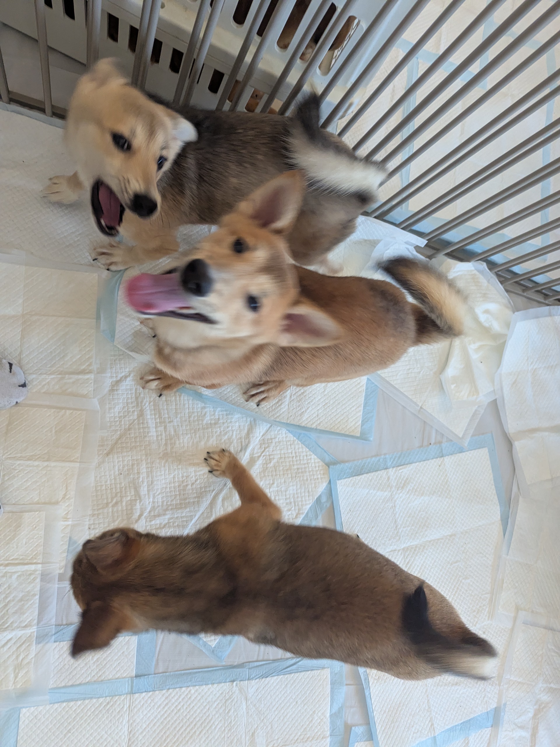 茨城県坂東市　保護猫　里親募集　預かりボランティア　わんにゃんサークル結生　譲渡会