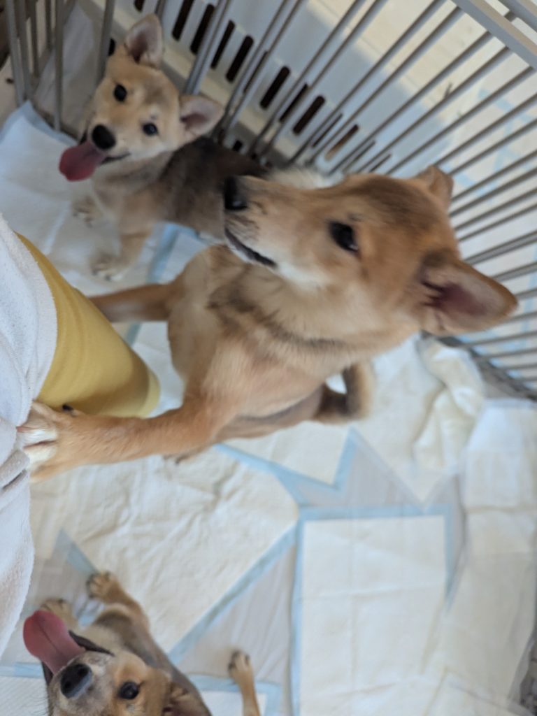 茨城県坂東市　保護猫　里親募集　預かりボランティア　わんにゃんサークル結生　譲渡会