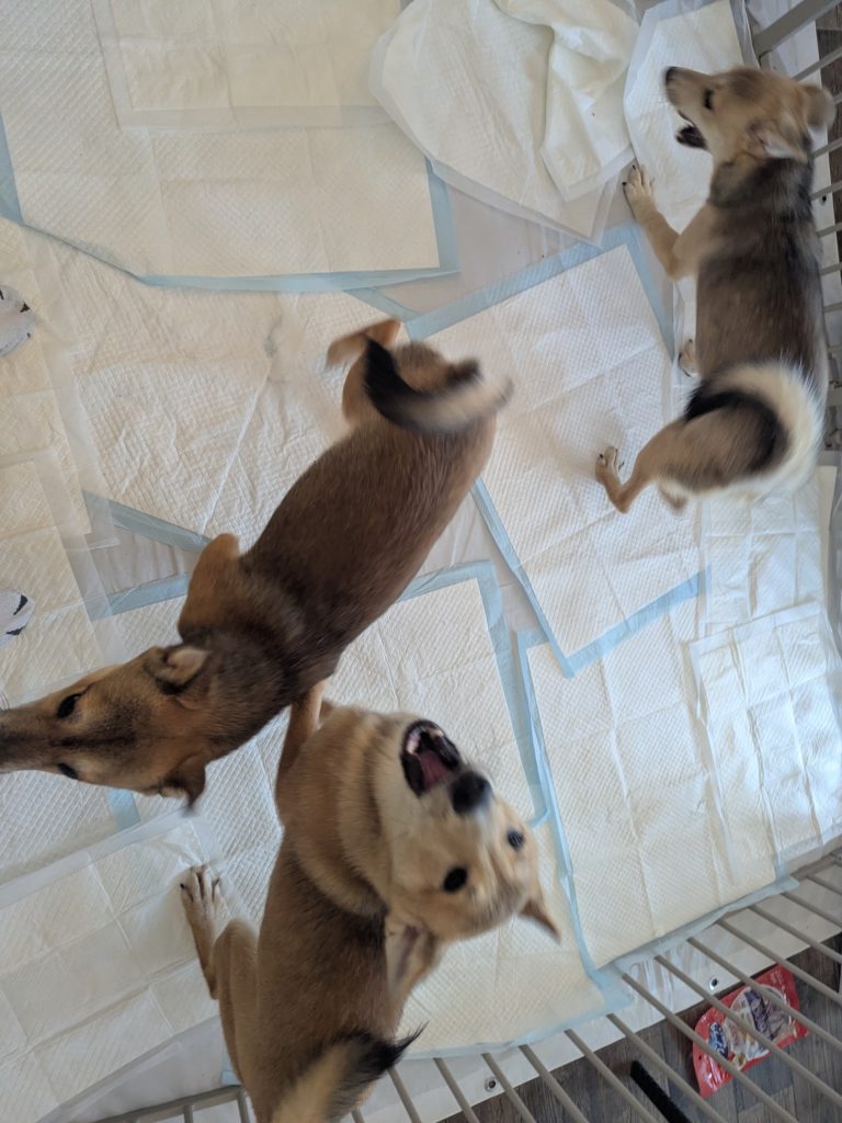 茨城県坂東市　保護猫　里親募集　預かりボランティア　わんにゃんサークル結生　譲渡会