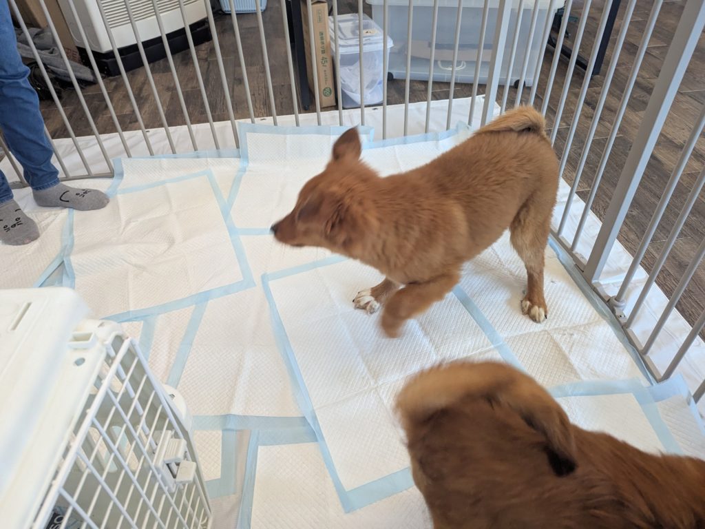 茨城県坂東市　保護猫　里親募集　預かりボランティア　わんにゃんサークル結生　譲渡会