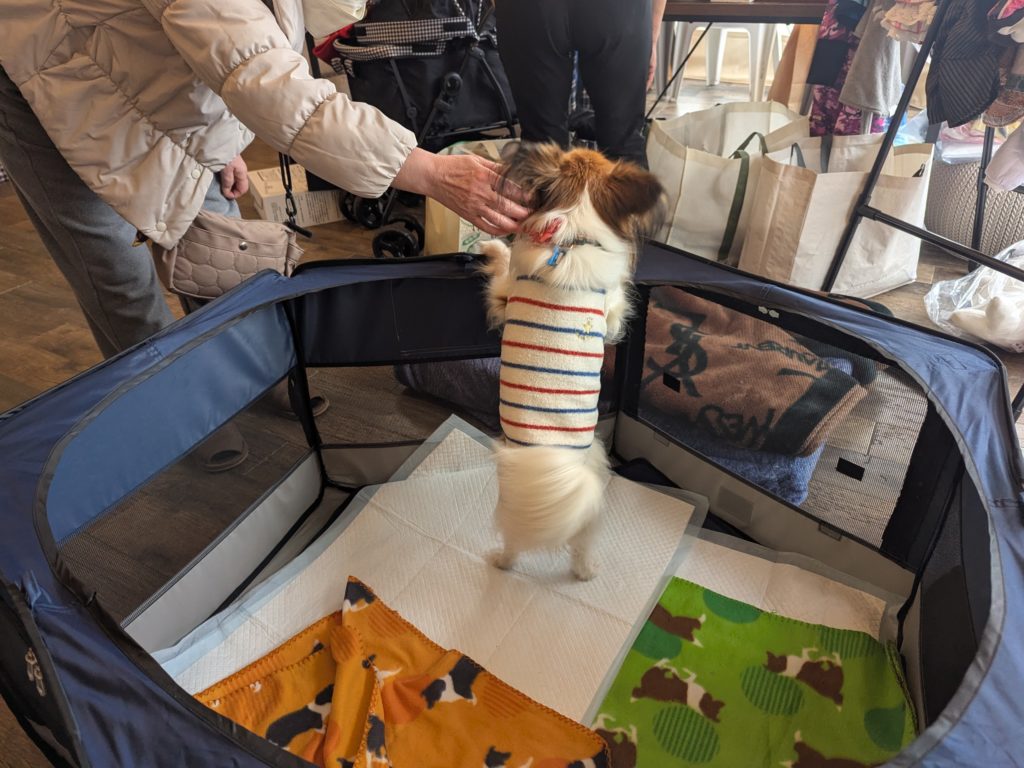 茨城県坂東市　保護猫　里親募集　預かりボランティア　わんにゃんサークル結生　譲渡会