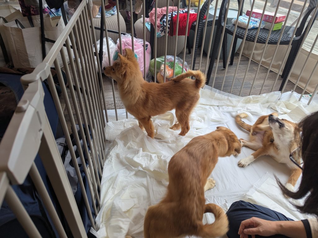 茨城県坂東市　保護猫　里親募集　預かりボランティア　わんにゃんサークル結生　譲渡会