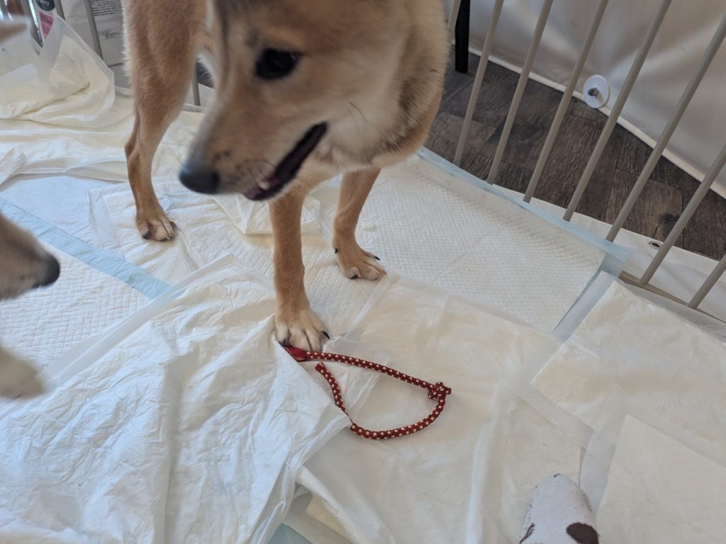 茨城県坂東市　保護猫　里親募集　預かりボランティア　わんにゃんサークル結生　譲渡会