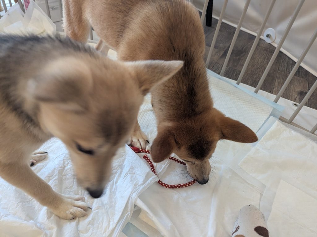 茨城県坂東市　保護猫　里親募集　預かりボランティア　わんにゃんサークル結生　譲渡会