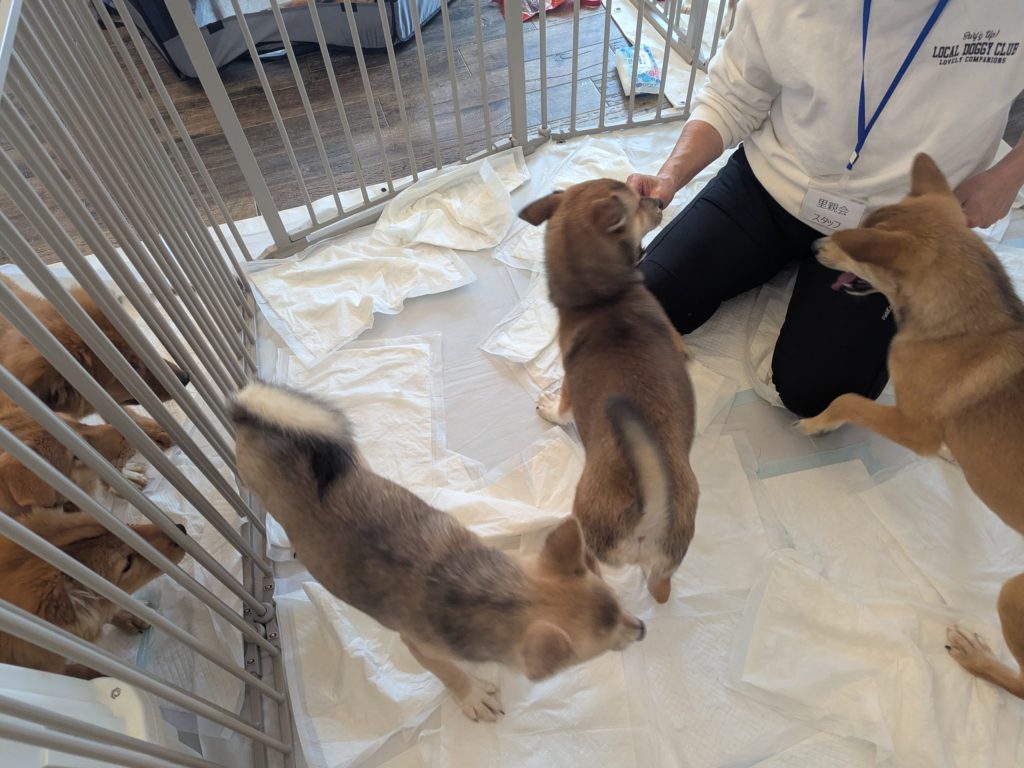 茨城県坂東市　保護猫　里親募集　預かりボランティア　わんにゃんサークル結生　譲渡会