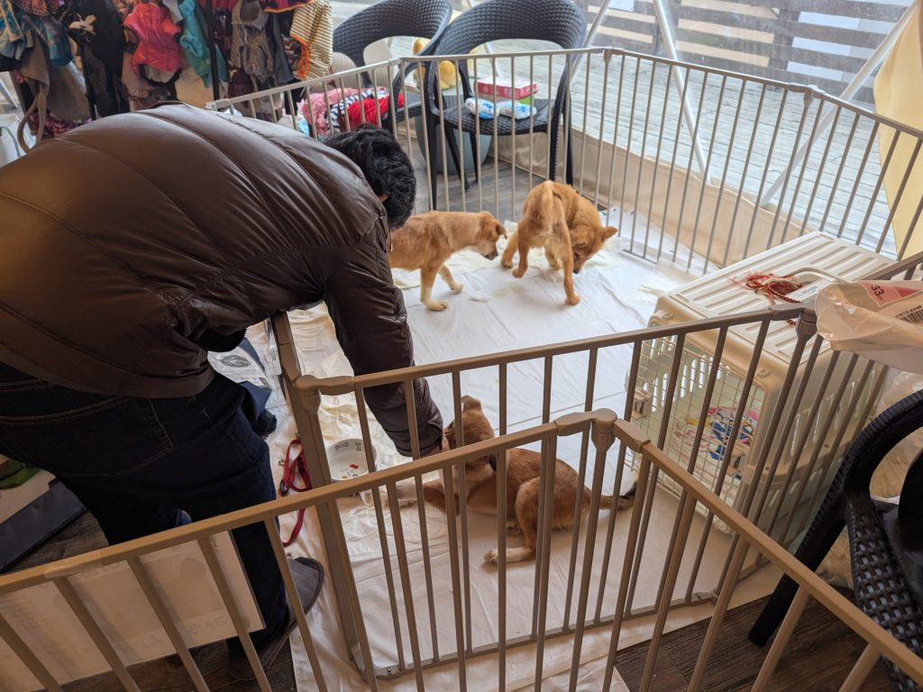 茨城県坂東市　保護猫　里親募集　預かりボランティア　わんにゃんサークル結生　譲渡会