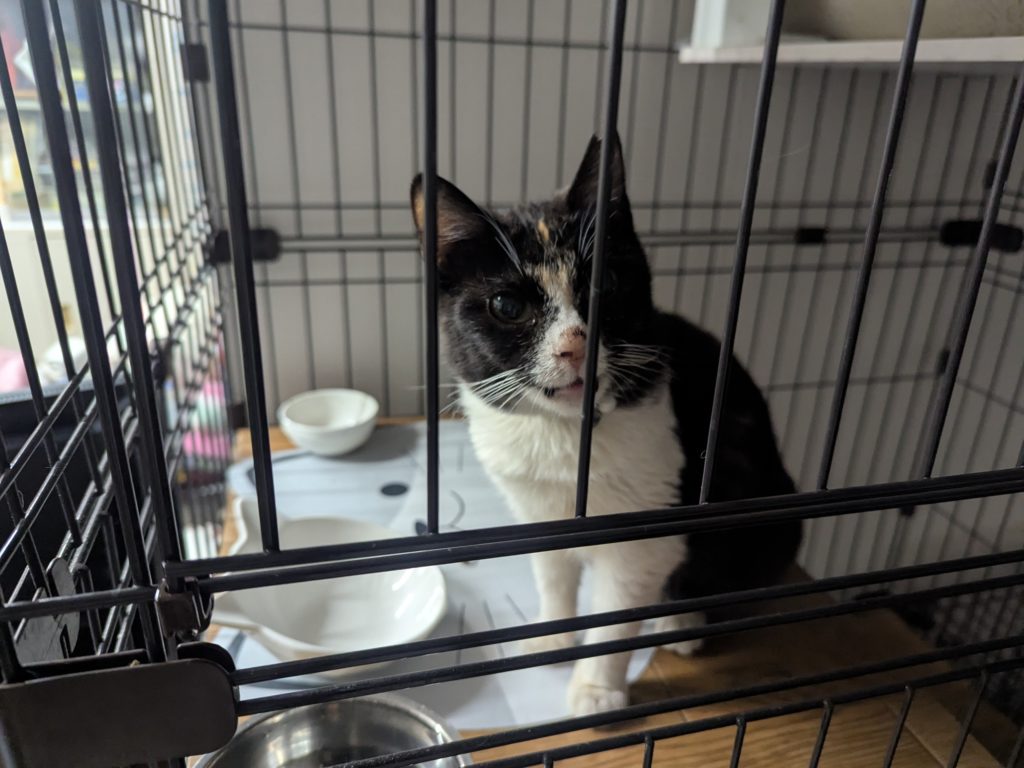 茨城県坂東市 保護猫 里親募集 預かりボランティア わんにゃんサークル結生