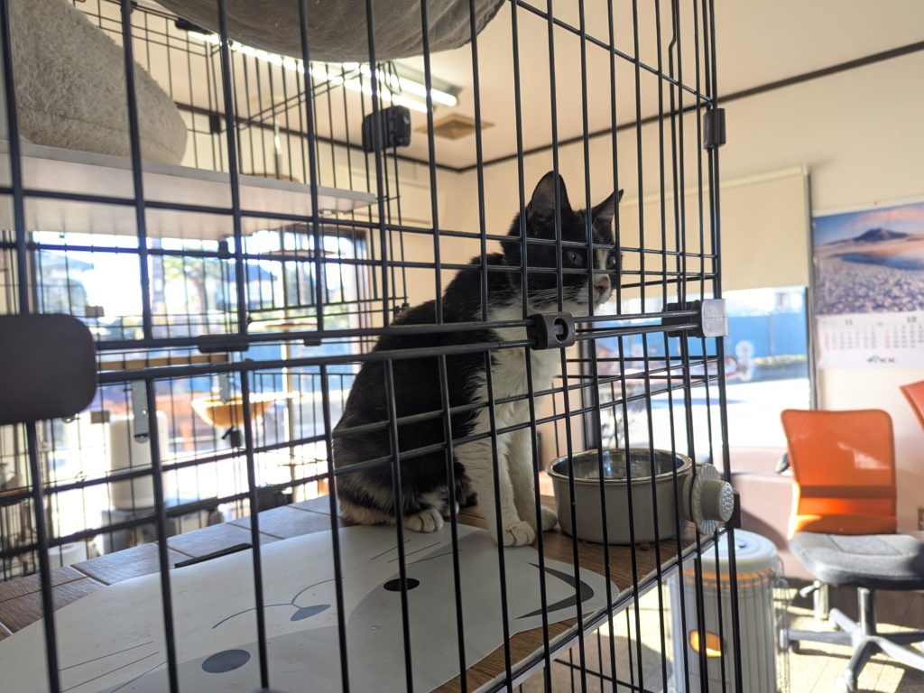 茨城県坂東市 保護猫 里親募集 預かりボランティア わんにゃんサークル結生