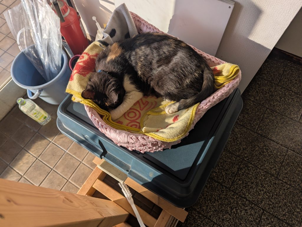 茨城県坂東市 保護猫 里親募集 預かりボランティア わんにゃんサークル結生