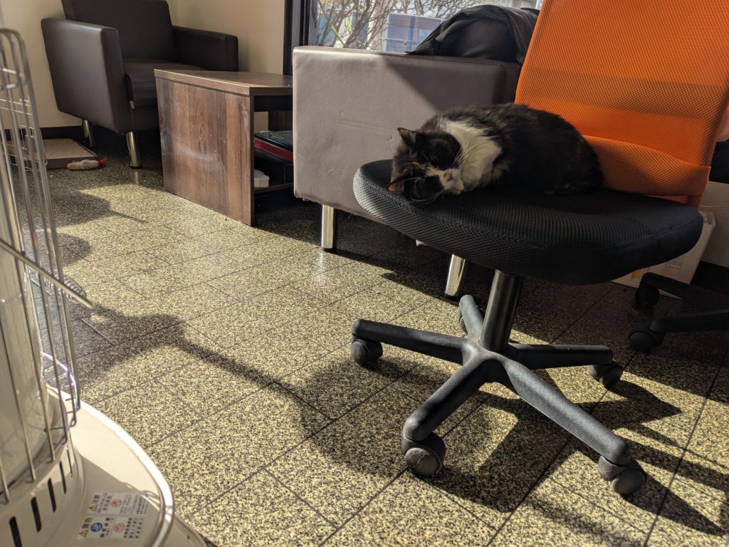 茨城県坂東市 保護猫 里親募集 預かりボランティア わんにゃんサークル結生