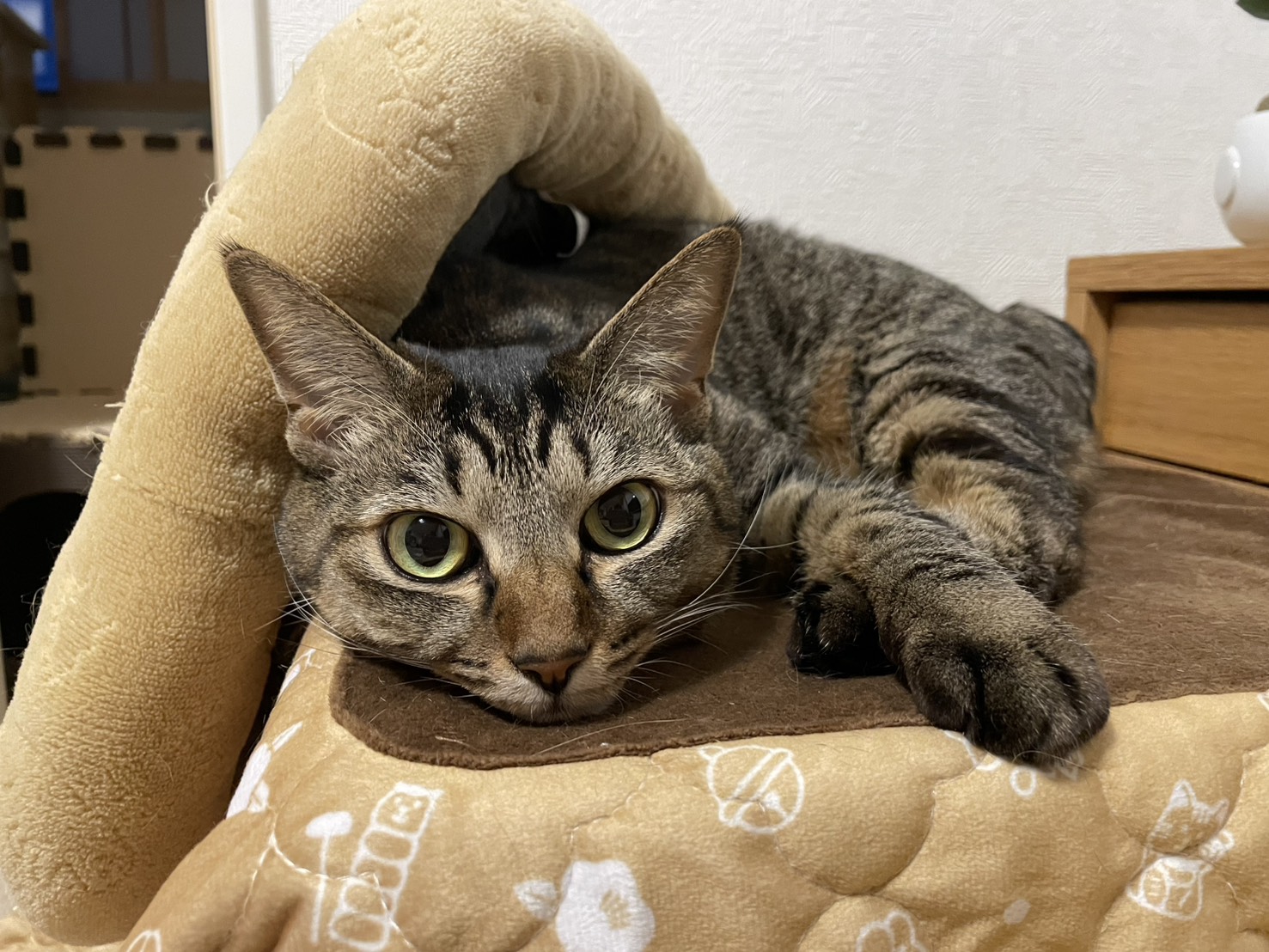 保護猫　里親募集　茨城県坂東市　わんにゃんサークル結生　預かりボランティア