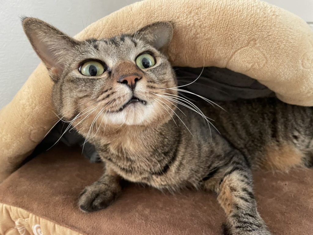 保護猫　里親募集　茨城県坂東市　わんにゃんサークル結生　預かりボランティア