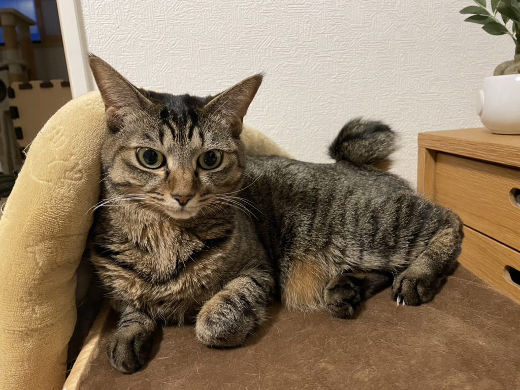 保護猫　里親募集　茨城県坂東市　わんにゃんサークル結生　預かりボランティア