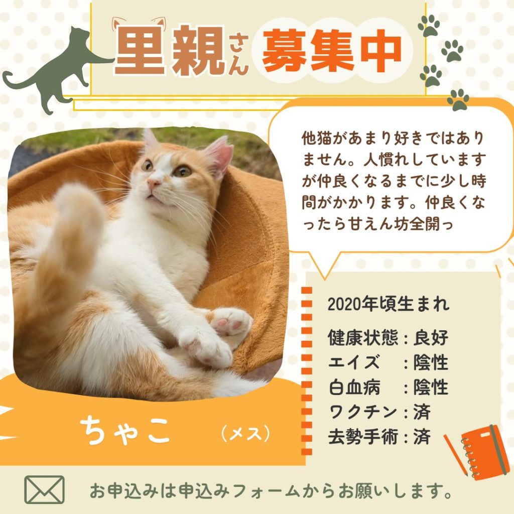 茨城県坂東市　保護猫　里親募集　預かりボランティア　わんにゃんサークル結生