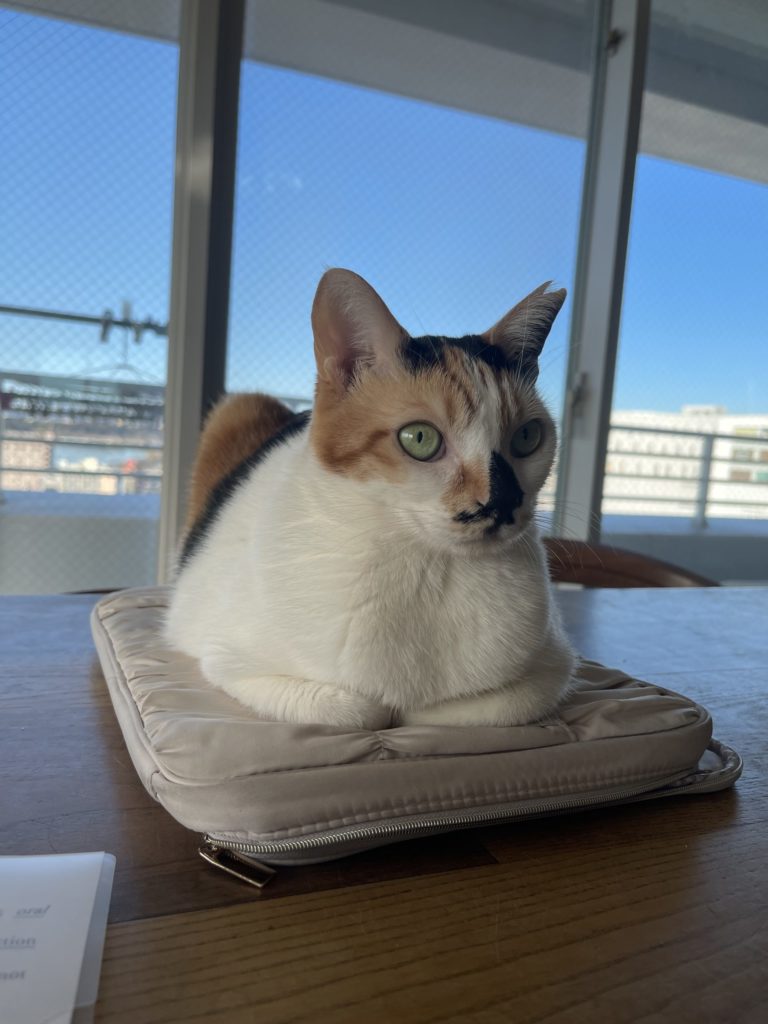 保護猫　里親募集　茨城県坂東市　わんにゃんサークル結生　預かりボランティア