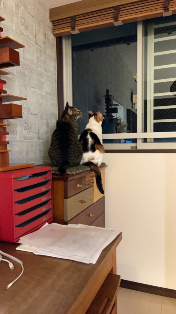 保護猫 里親募集 茨城県坂東市 わんにゃんサークル結生 預かりボランティア