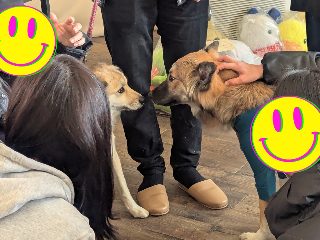 茨城県坂東市 保護猫 里親募集 預かりボランティア わんにゃんサークル結生 譲渡会