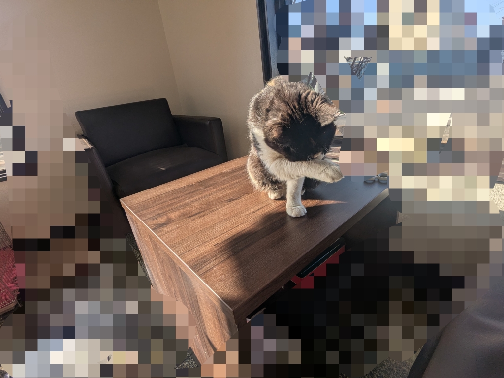 茨城県坂東市　保護猫　里親募集　預かりボランティア　わんにゃんサークル結生