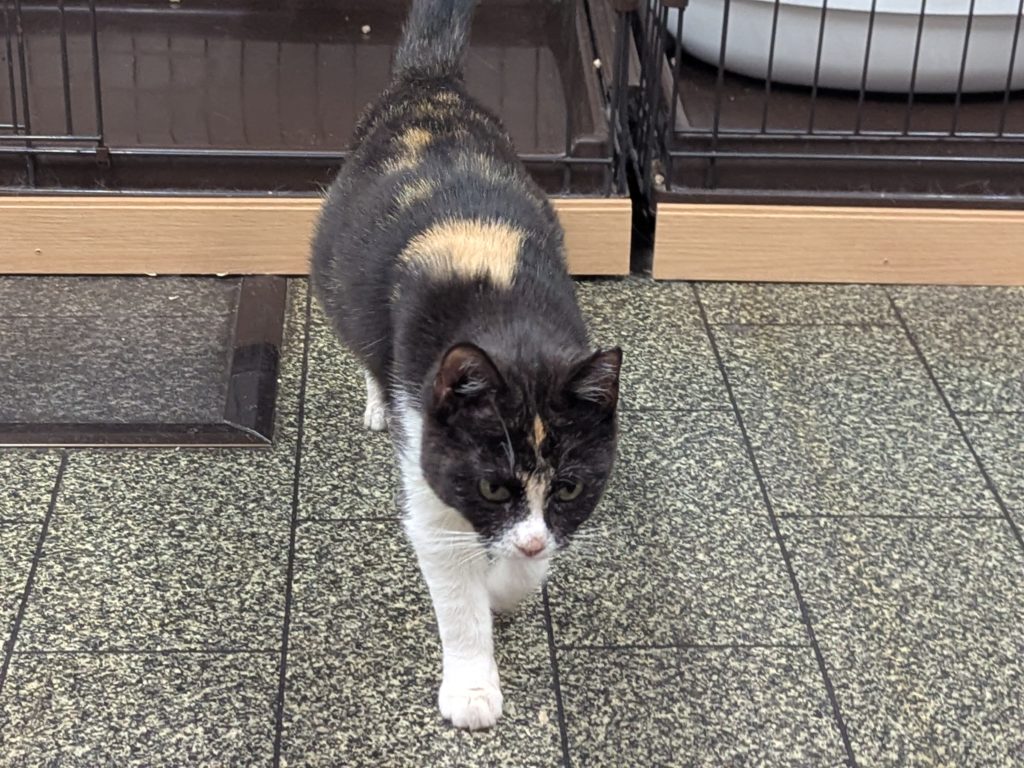 茨城県坂東市　保護猫　里親募集　預かりボランティア　わんにゃんサークル結生