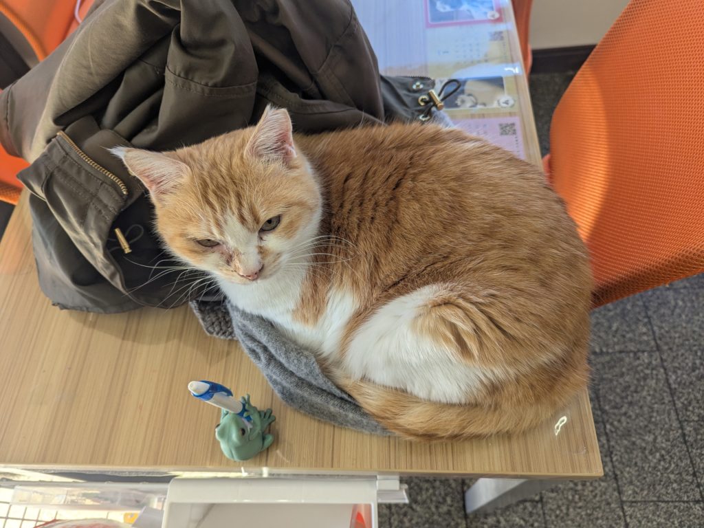 茨城県坂東市　保護猫　里親募集　預かりボランティア　わんにゃんサークル結生