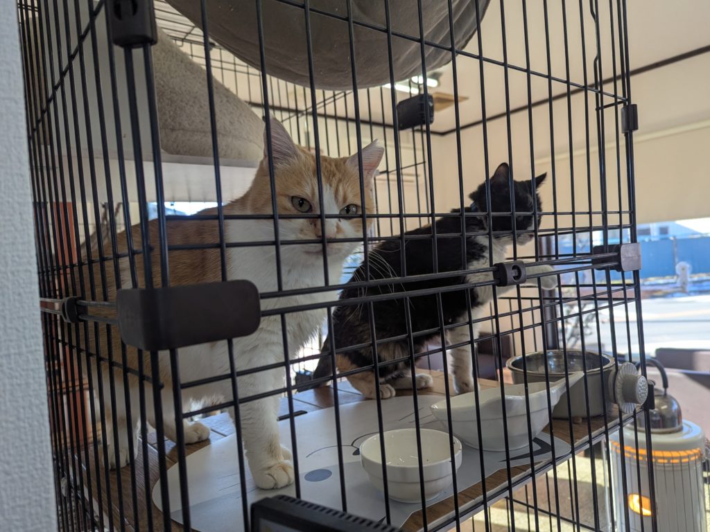 茨城県坂東市　保護猫　里親募集　預かりボランティア　わんにゃんサークル結生