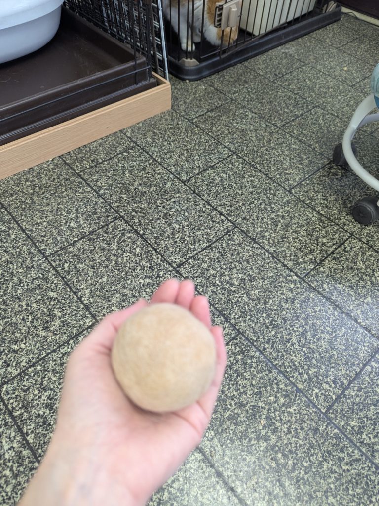 茨城県坂東市　保護猫　里親募集　預かりボランティア　わんにゃんサークル結生